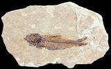 Knightia Fossil Fish - Wyoming #60827-1